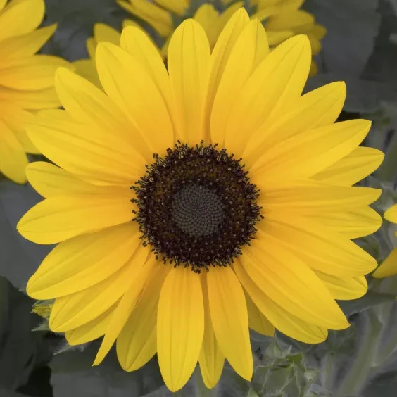 Sunfinity® Yellow Dark Center Sunflower | Creekside Champions™ - Image 2