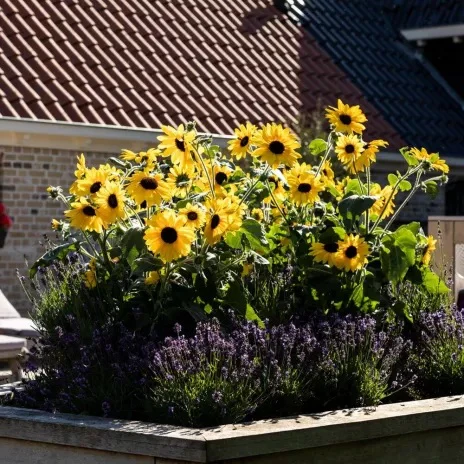 Sunfinity® Yellow Dark Center Sunflower | Creekside Champions™ - Image 3
