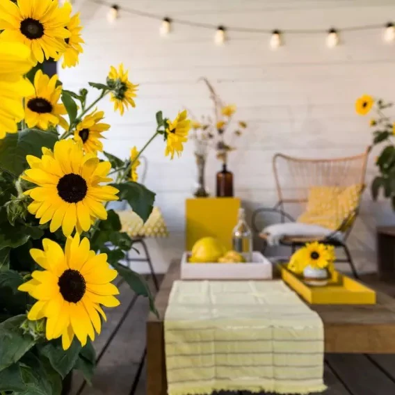 Sunfinity® Yellow Dark Center Sunflower | Creekside Champions™ - Image 4