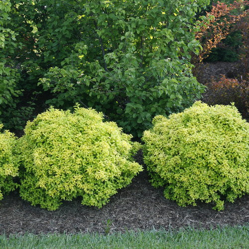 SUNJOY® Citrus Barberry | Proven Winners®