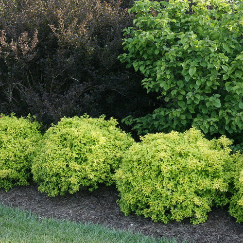 SUNJOY® Citrus Barberry | Proven Winners® - Image 2
