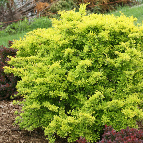 SUNJOY® Citrus Barberry | Proven Winners® - Image 4