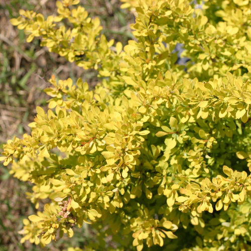 SUNJOY® Citrus Barberry | Proven Winners® - Image 5