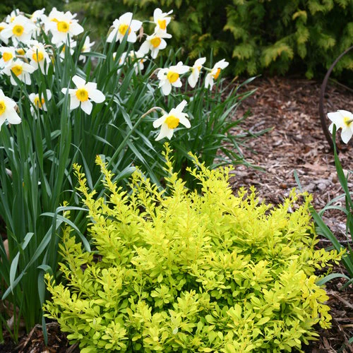 SUNJOY® Citrus Barberry | Proven Winners® - Image 6