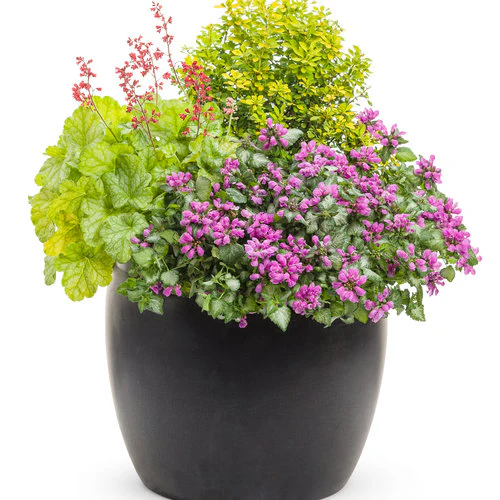 SUNJOY® Citrus Barberry | Proven Winners® - Image 7