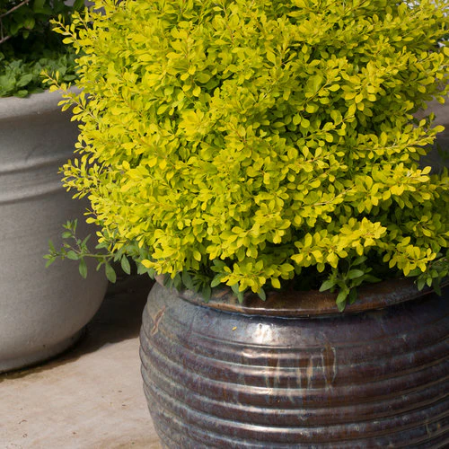 SUNJOY® Citrus Barberry | Proven Winners® - Image 8