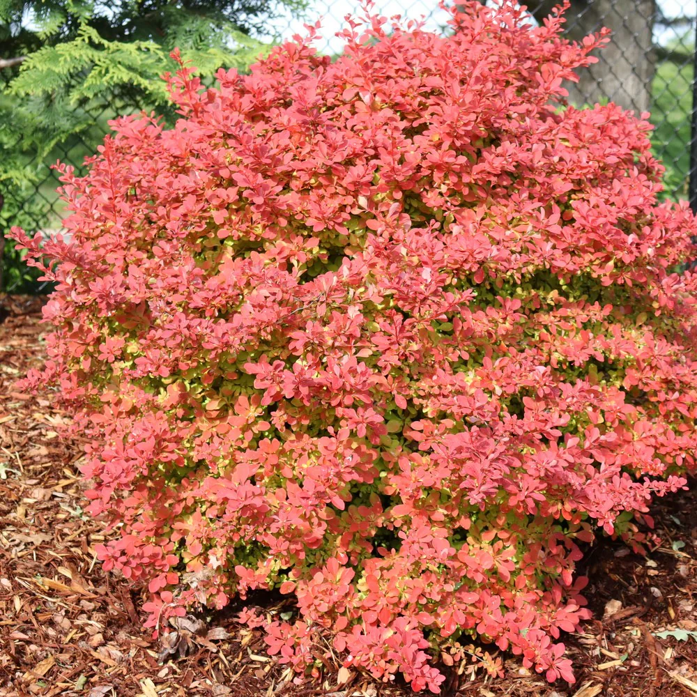 SUNJOY FAST NEO® Barberry | Proven Winners®