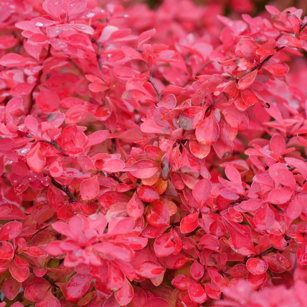 SUNJOY FAST NEO® Barberry | Proven Winners® - Image 2