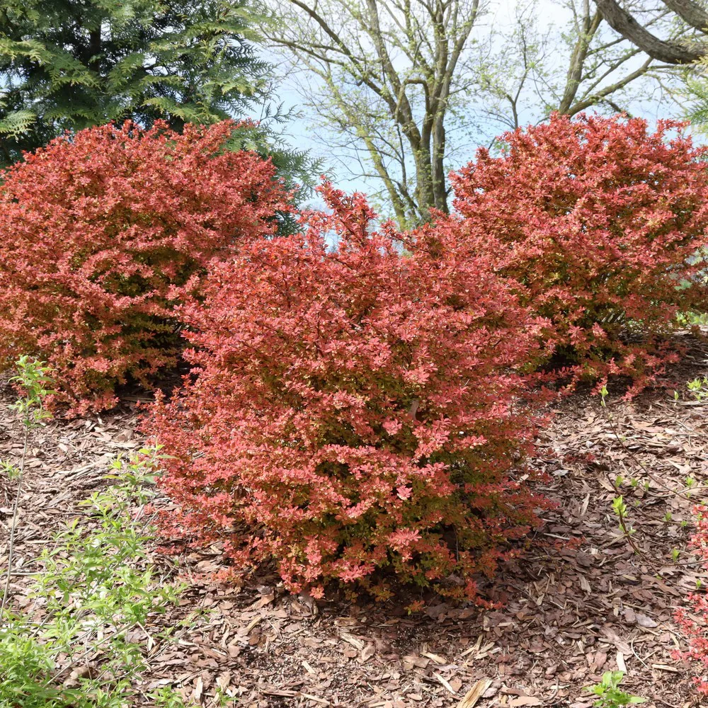 SUNJOY FAST NEO® Barberry | Proven Winners® - Image 3