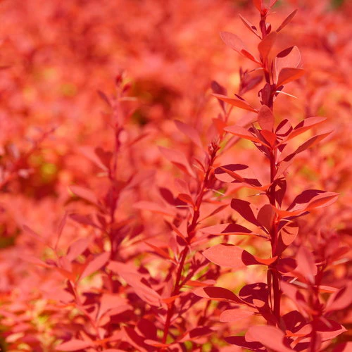 SUNJOY FAST NEO® Barberry | Proven Winners® - Image 4