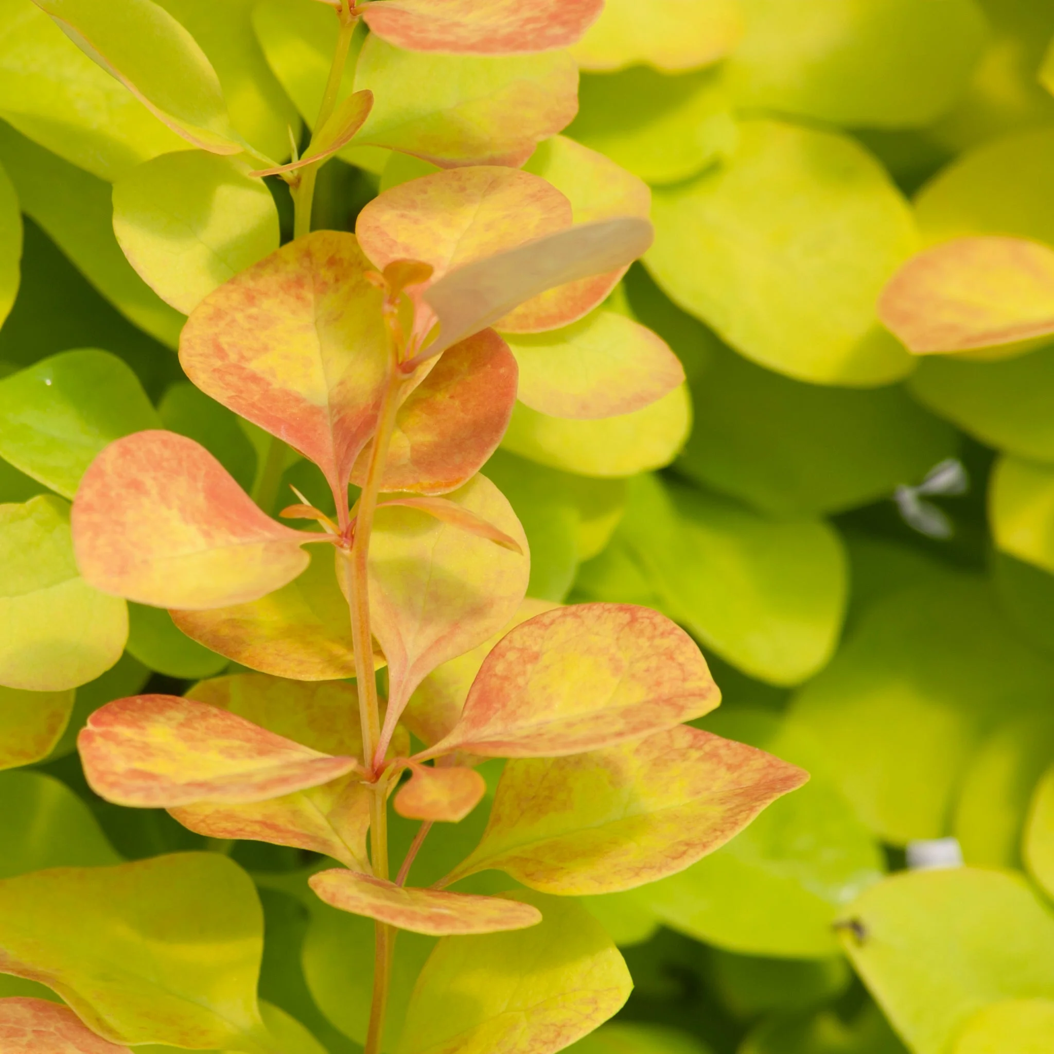 SUNJOY GOLD PILLAR® Barberry | Proven Winners® - Image 3