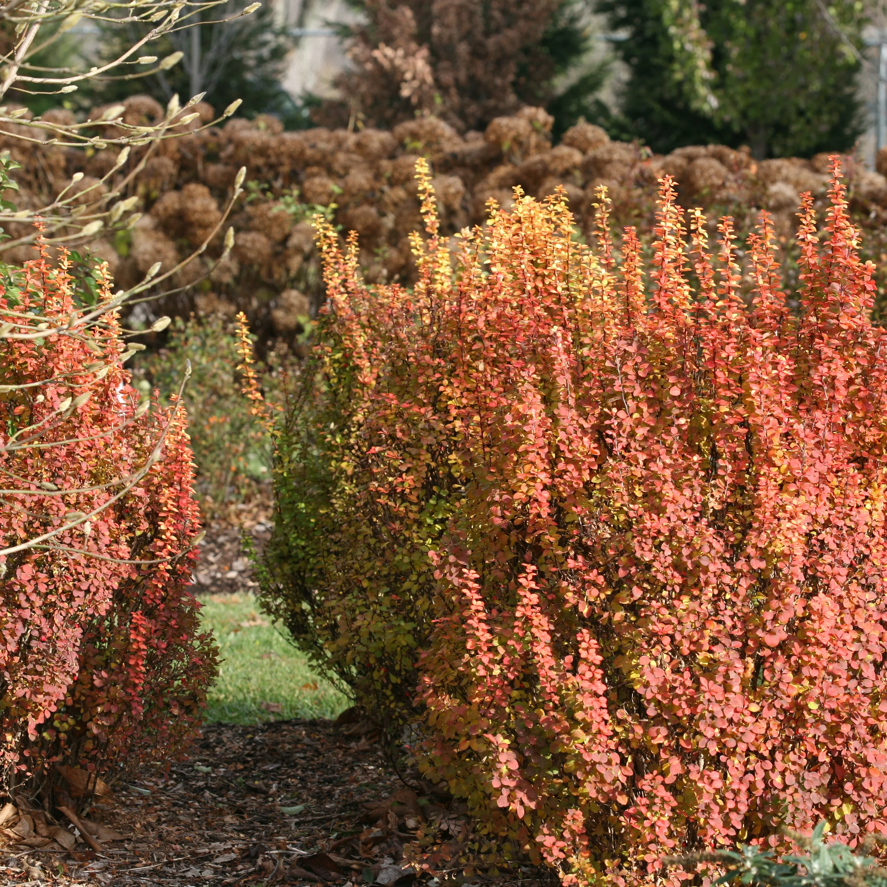 SUNJOY GOLD PILLAR® Barberry | Proven Winners® - Image 4
