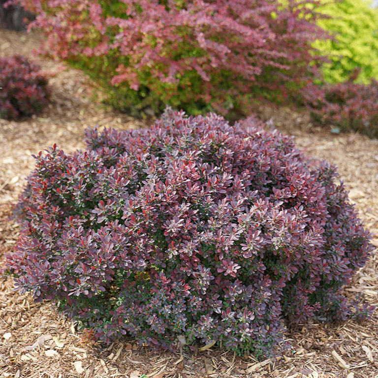 SUNJOY MINI MAROON® Barberry | Proven Winners®