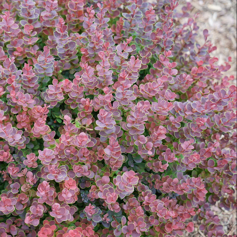SUNJOY MINI MAROON® Barberry | Proven Winners® - Image 2