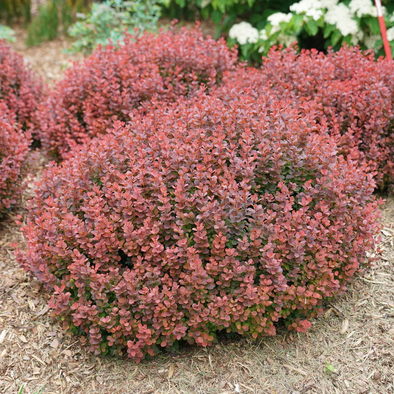 SUNJOY MINI MAROON® Barberry | Proven Winners® - Image 3