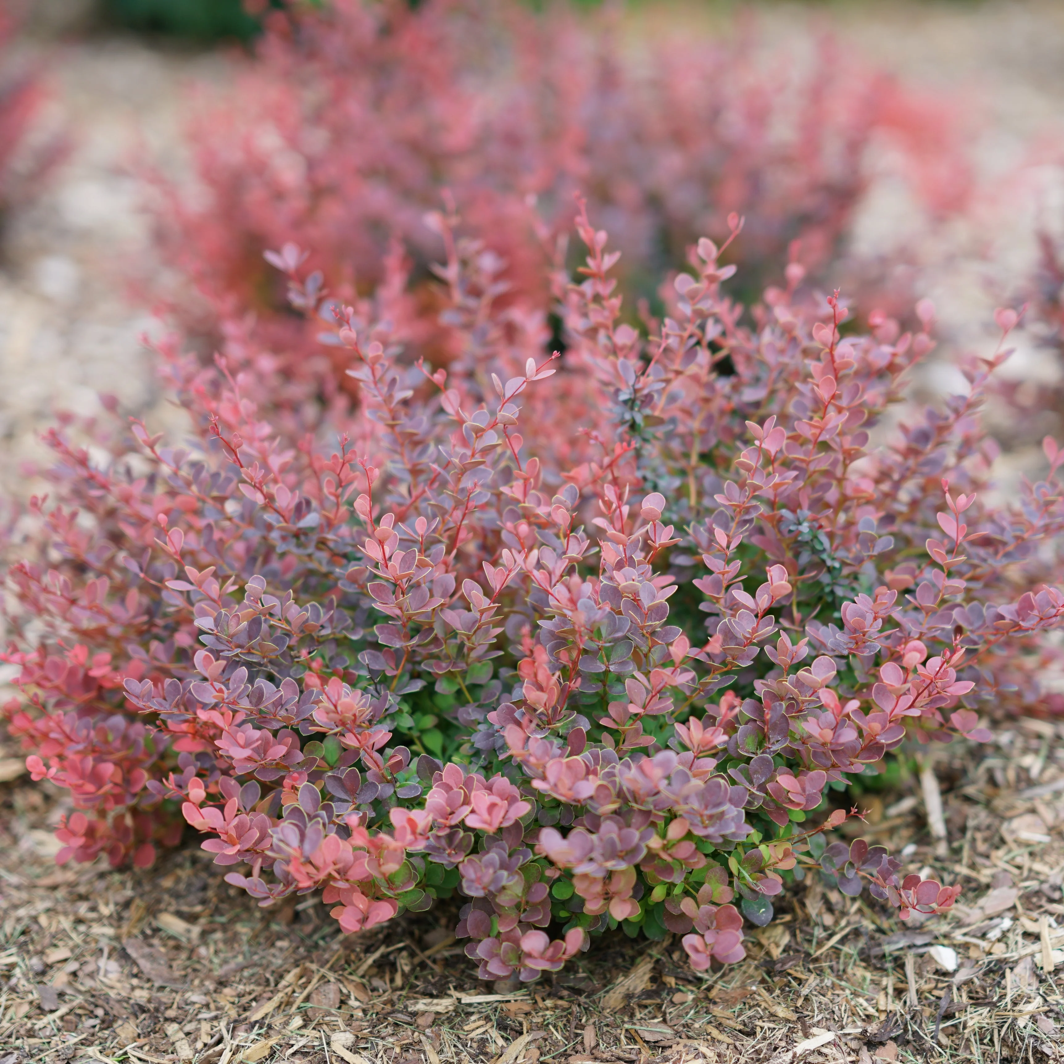 SUNJOY MINI MAROON® Barberry | Proven Winners® - Image 4
