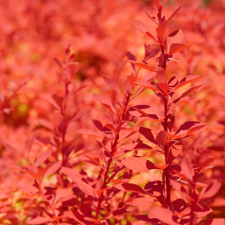 SUNJOY NEO® Barberry | Proven Winners® - Image 3