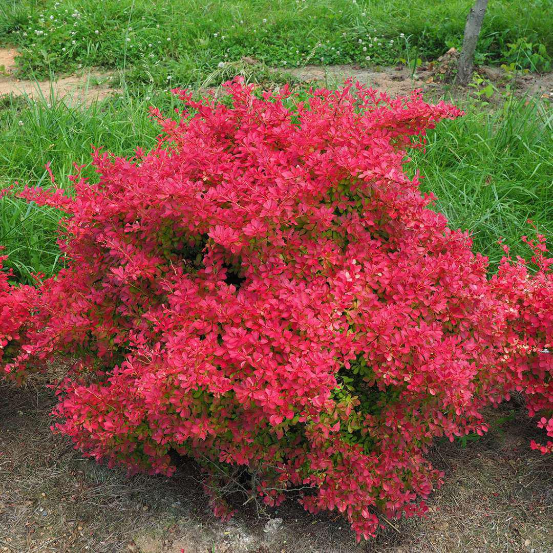 SUNJOY NEO® Barberry | Proven Winners® - Image 4