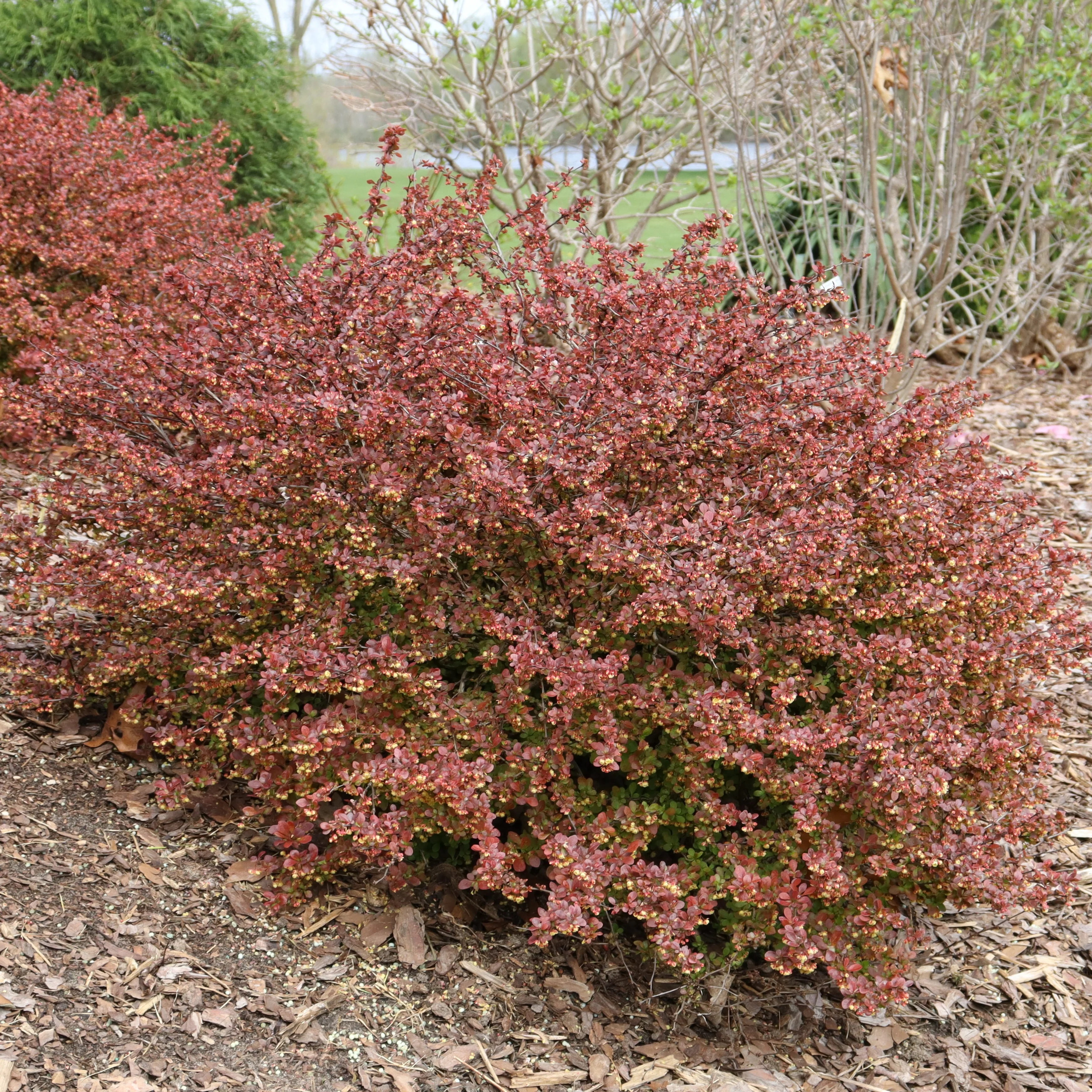 SUNJOY REALLY RED® Barberry | Proven Winners®