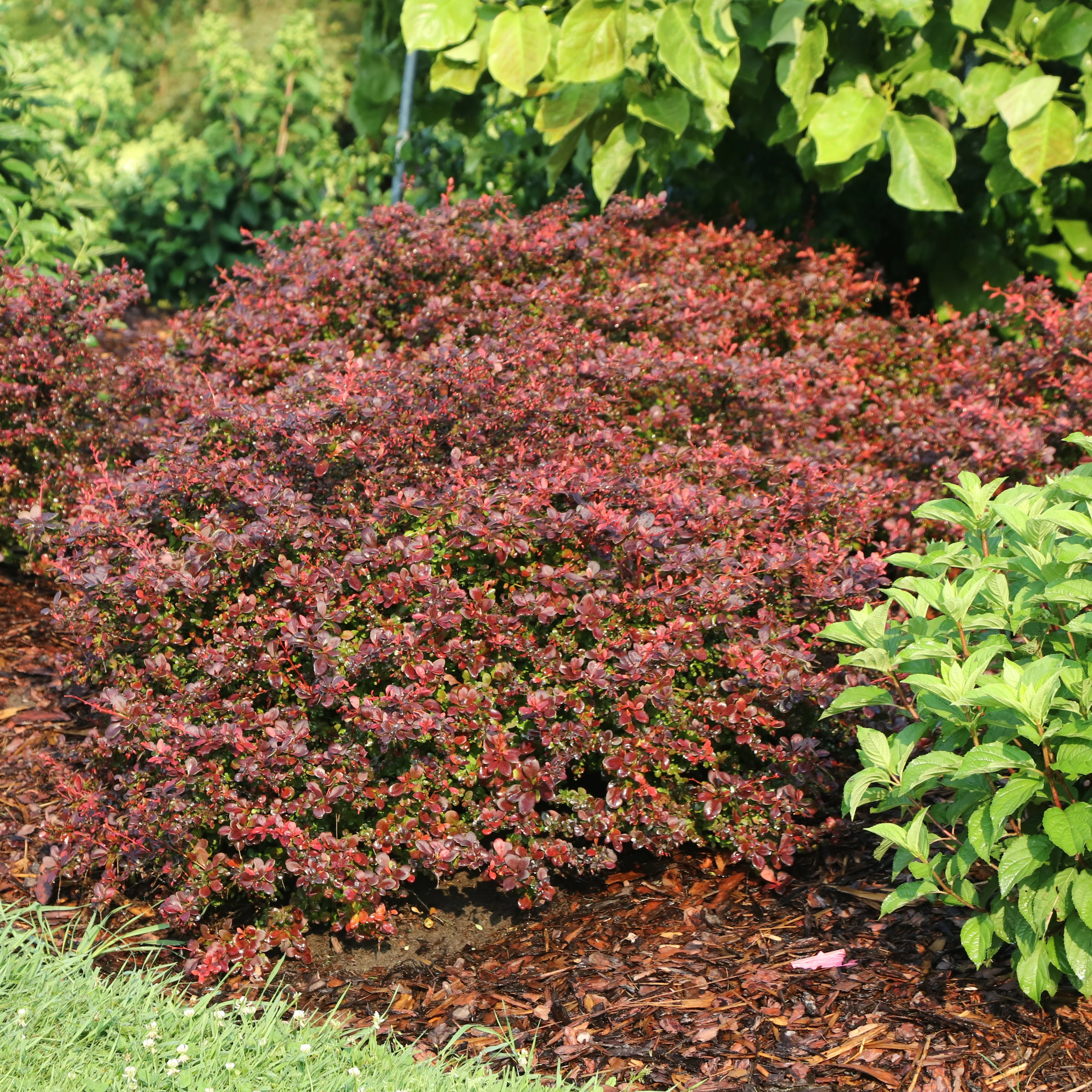 SUNJOY REALLY RED® Barberry | Proven Winners® - Image 2