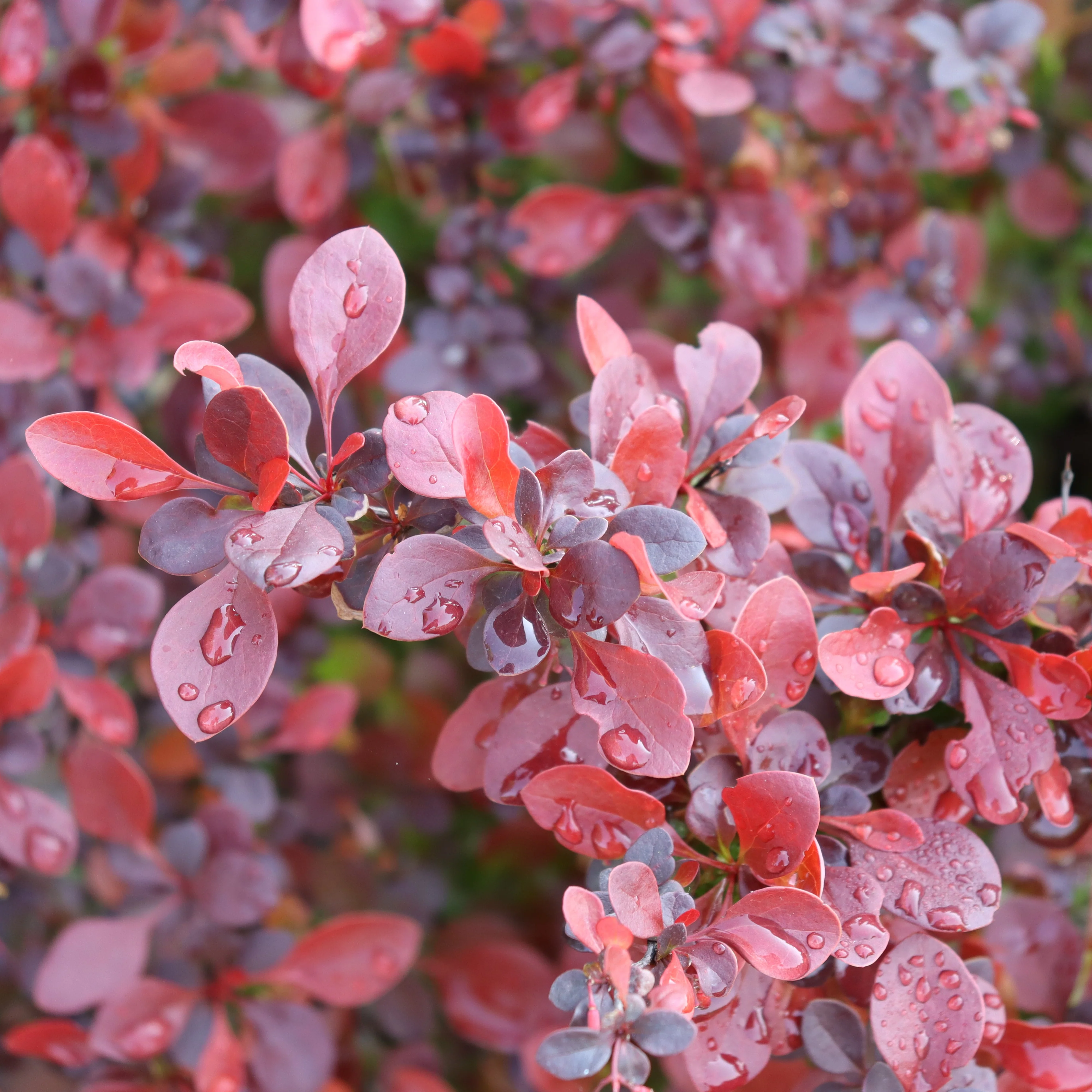 SUNJOY REALLY RED® Barberry | Proven Winners® - Image 3