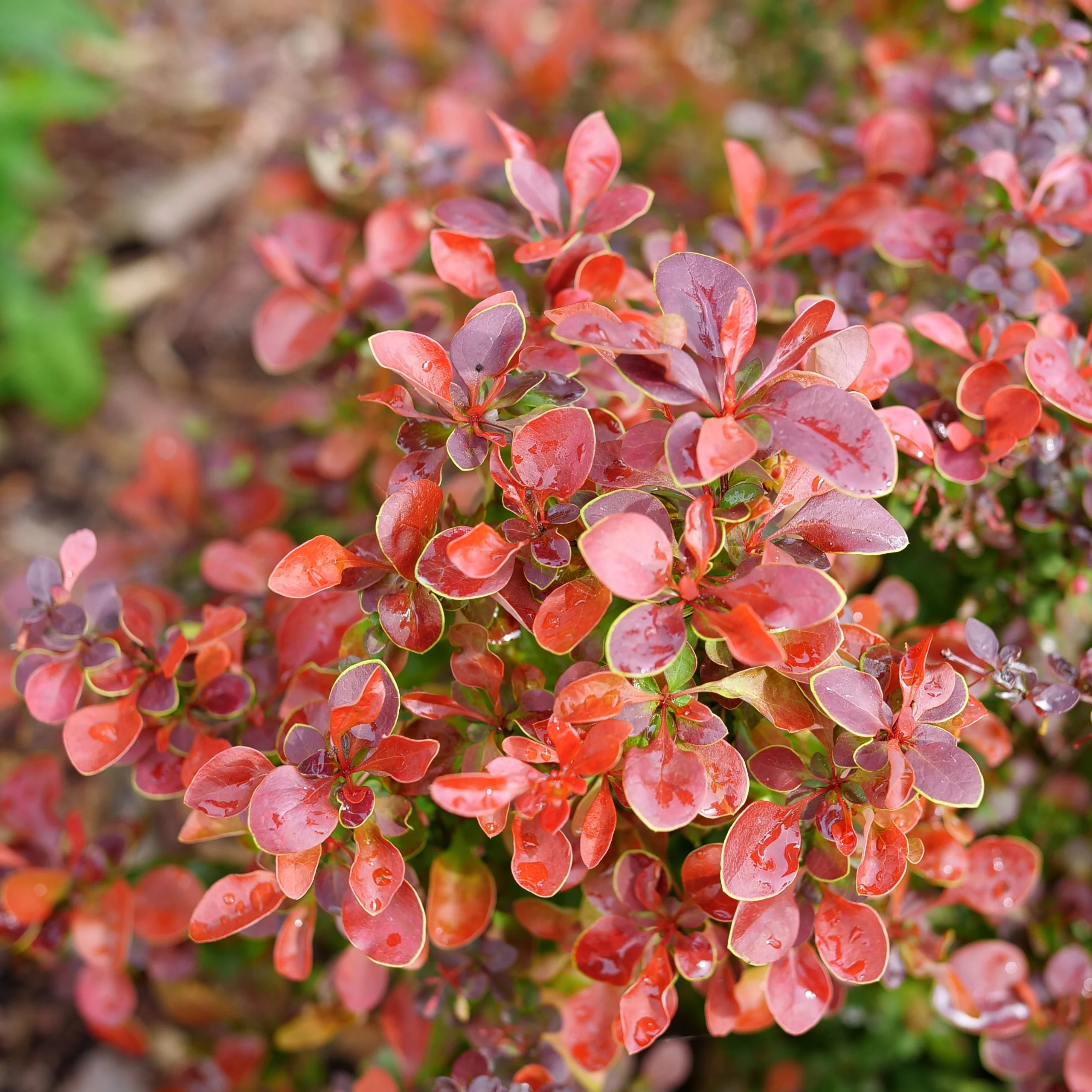 SUNJOY REALLY RED® Barberry | Proven Winners® - Image 4