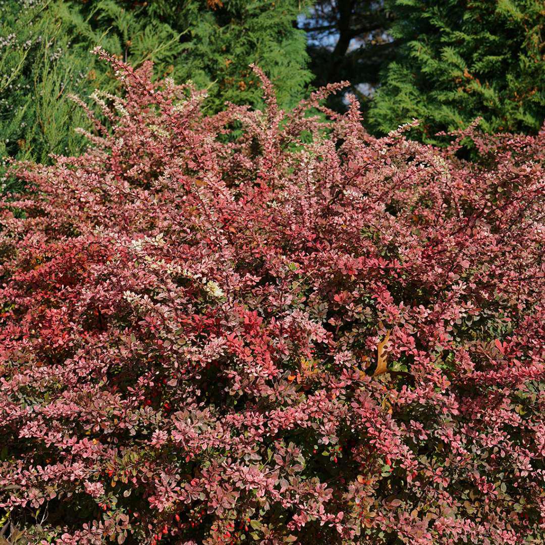 SUNJOY SEQUINS® Barberry | Proven Winners® - Image 3