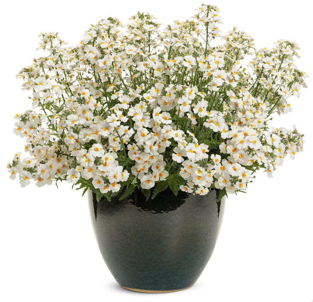Sunsatia® Coconut Nemesia | Proven Winners® - Image 3