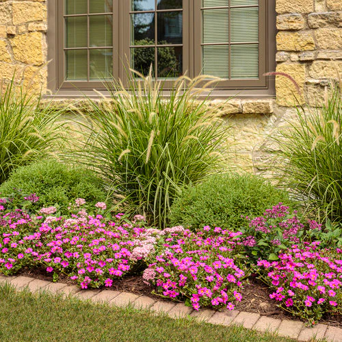 Sunstar® Lavender Pentas | Proven Winners® - Image 2