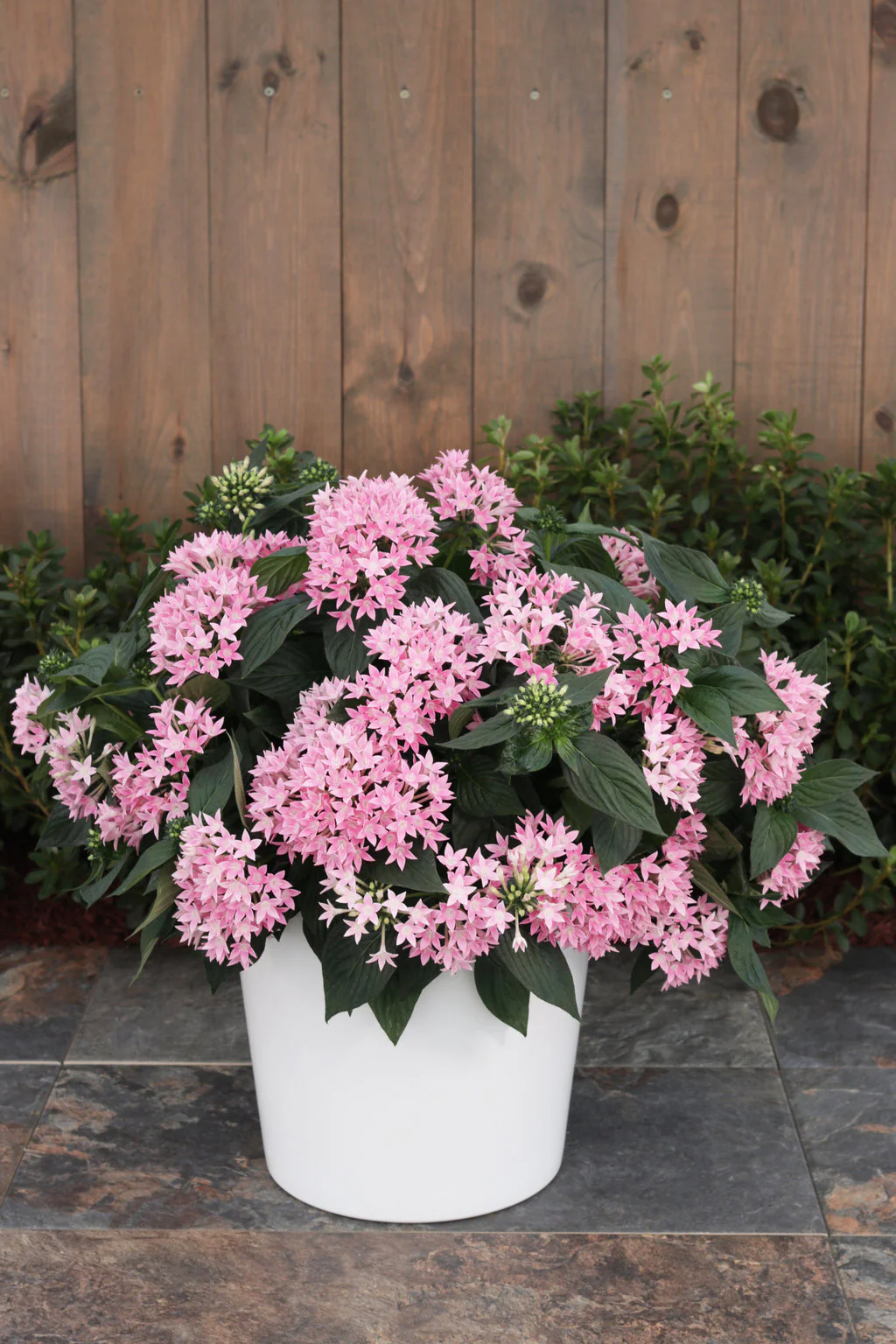 Sunstar® Pink Pentas | Proven Winners® - Image 2