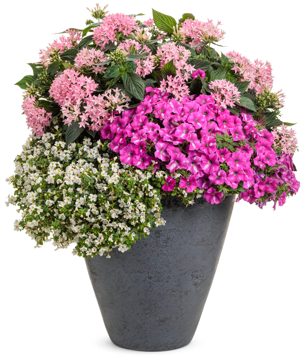Sunstar® Pink Pentas | Proven Winners® - Image 3