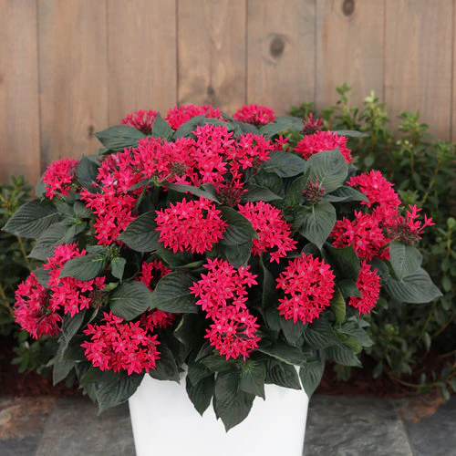 Sunstar® Red Pentas | Proven Winners® - Image 2