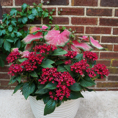 Sunstar® Red Pentas | Proven Winners® - Image 3