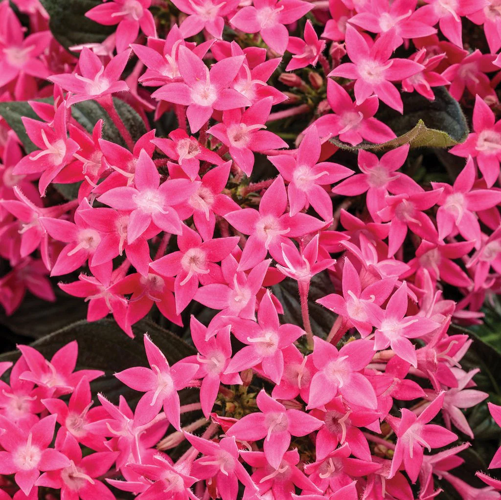 Sunstar® Rose Pentas | Proven Winners®