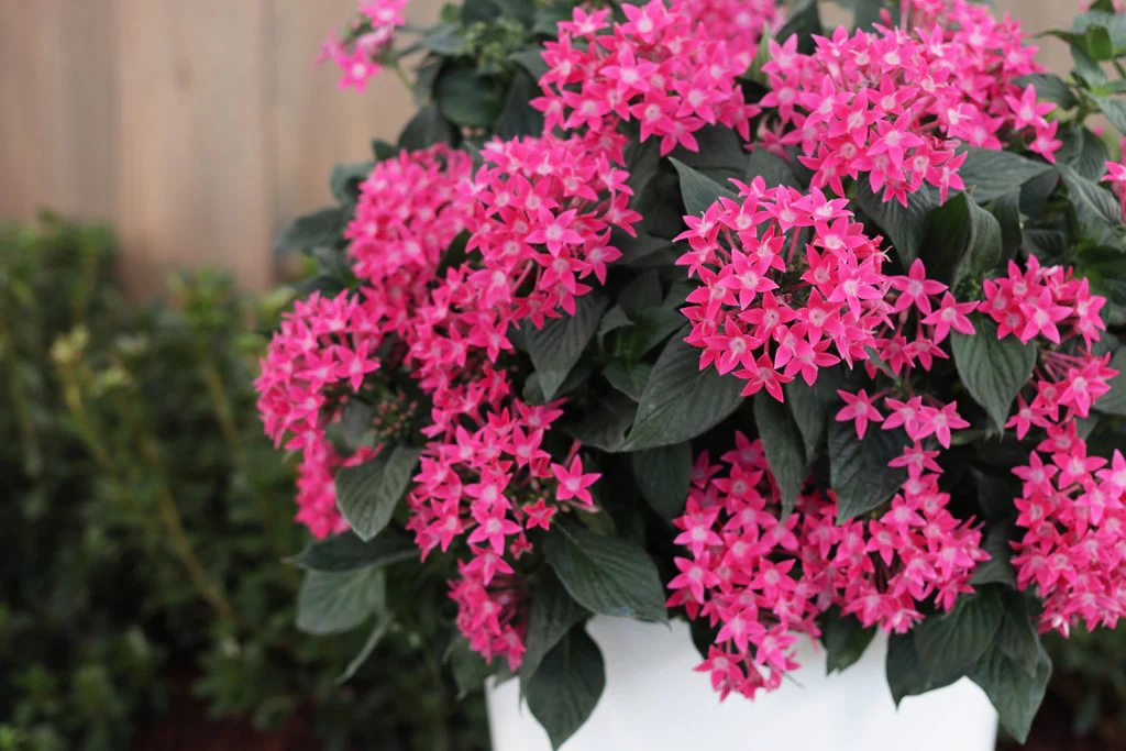 Sunstar® Rose Pentas | Proven Winners® - Image 2