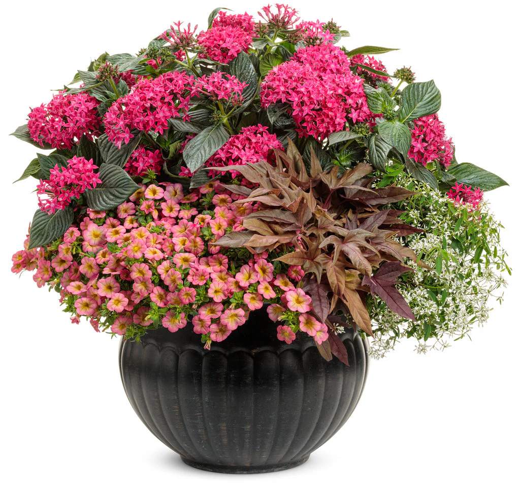 Sunstar® Rose Pentas | Proven Winners® - Image 3