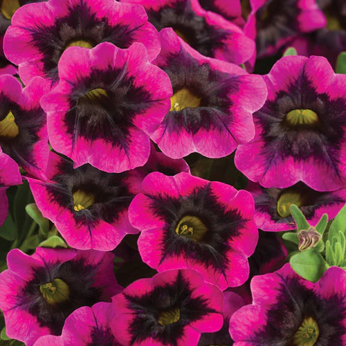 Superbells® Blackcurrant Punch™ | Proven Winners
