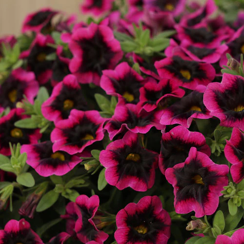 Superbells® Blackcurrant Punch™ | Proven Winners - Image 2