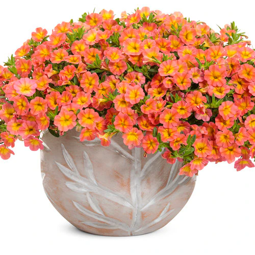 Superbells® Coral Sun | Proven Winners - Image 2