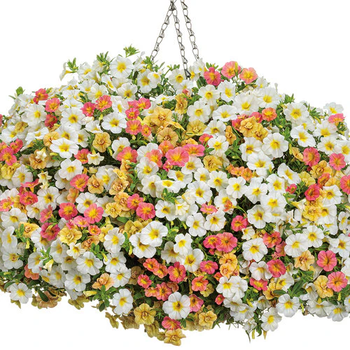 Superbells® Coral Sun | Proven Winners - Image 3