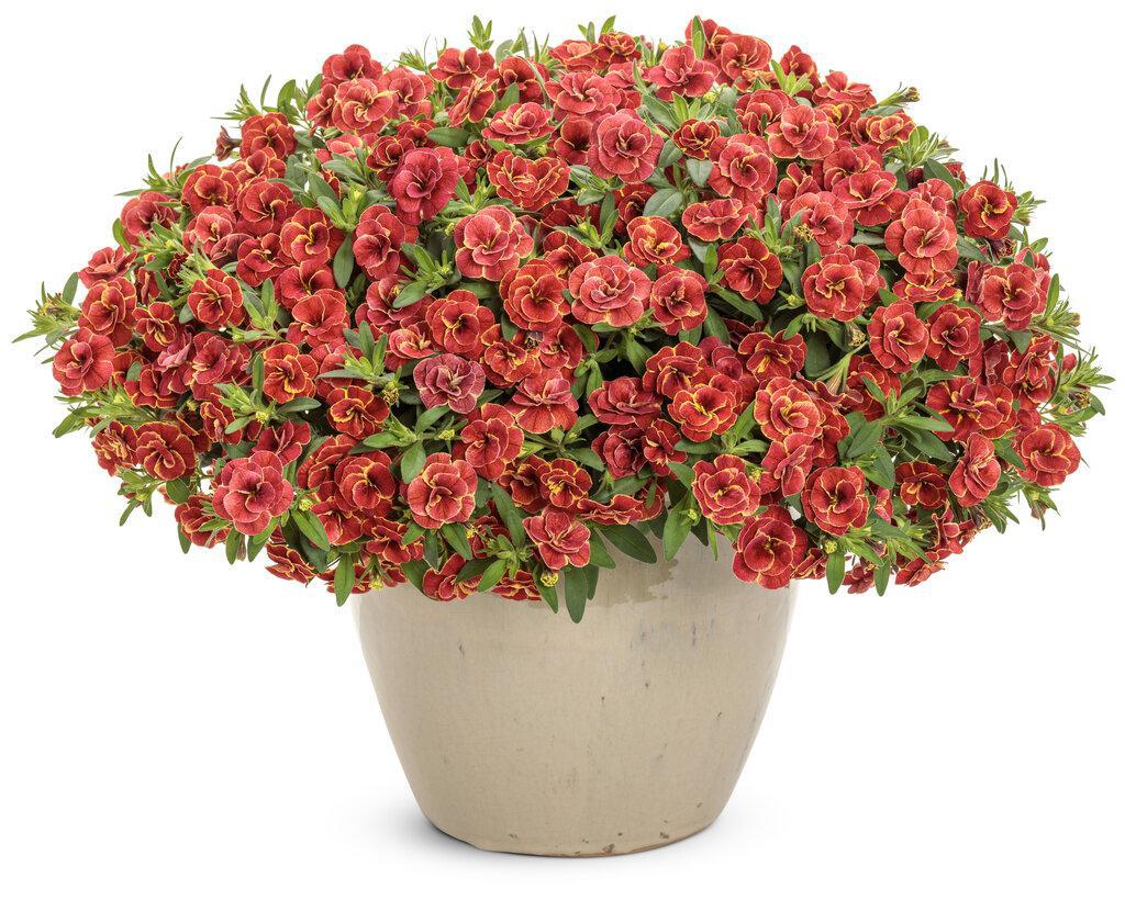 Superbells® Double Redstone™ Double Calibrachoa |Proven Winners® - Image 3
