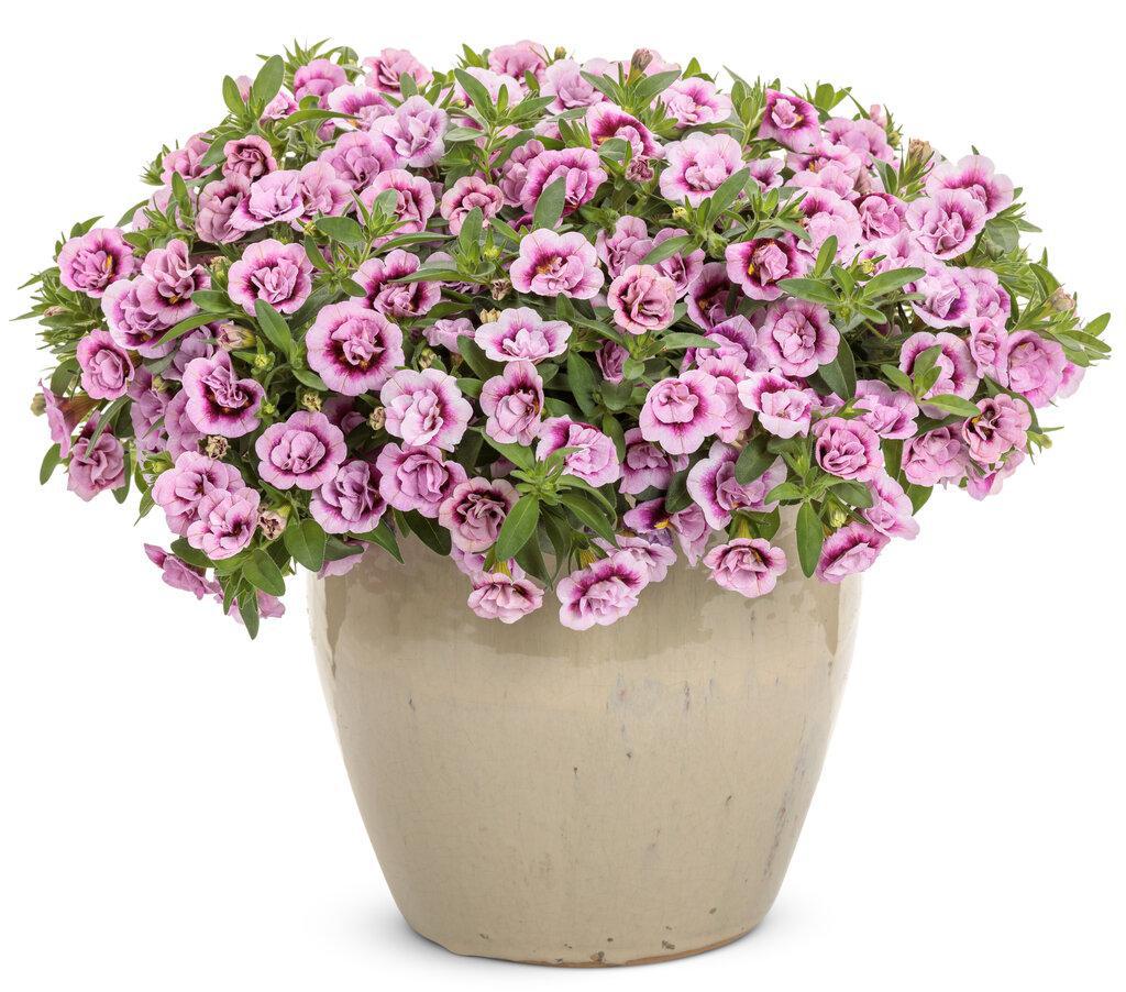 Superbells® Double Smitten Pink™ Double Calibrachoa | Proven Winners® - Image 3