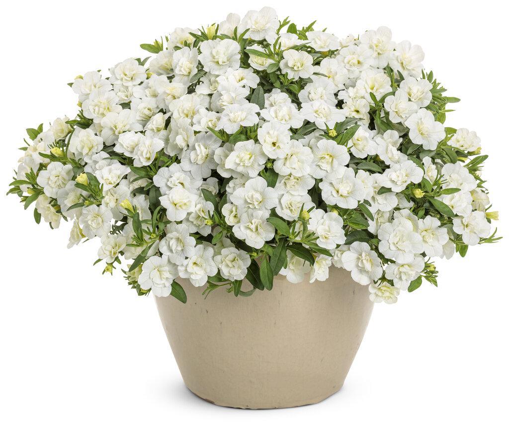 Superbells® Double White Double Calibrachoa | Proven Winners® - Image 3