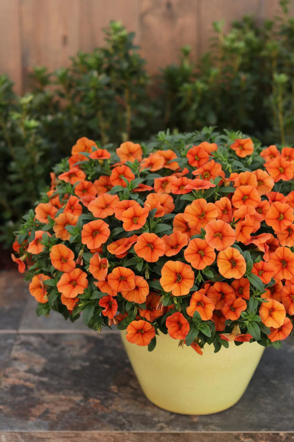 Superbells® Dreamsicle® Calibrachoa| Proven Winners® - Image 2
