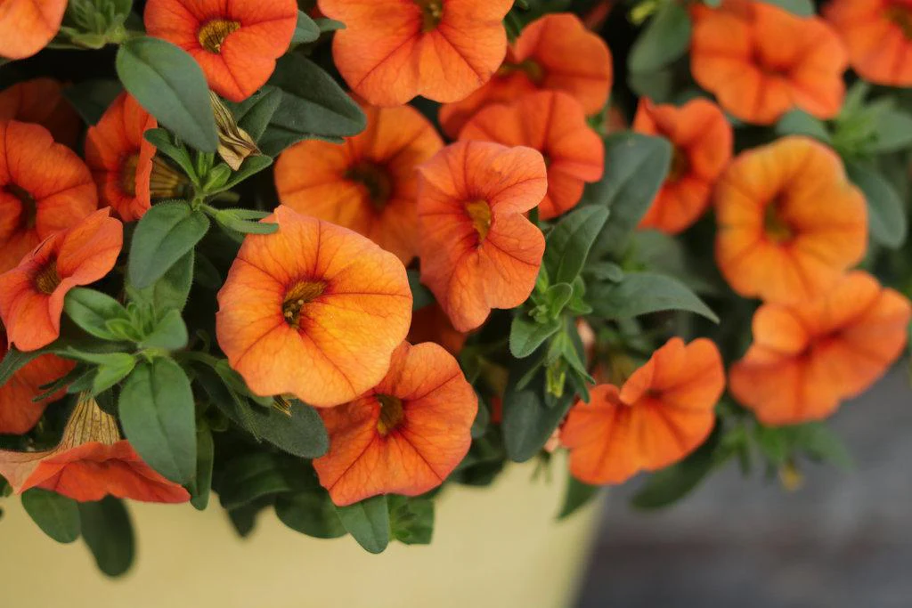 Superbells® Dreamsicle® Calibrachoa| Proven Winners® - Image 3