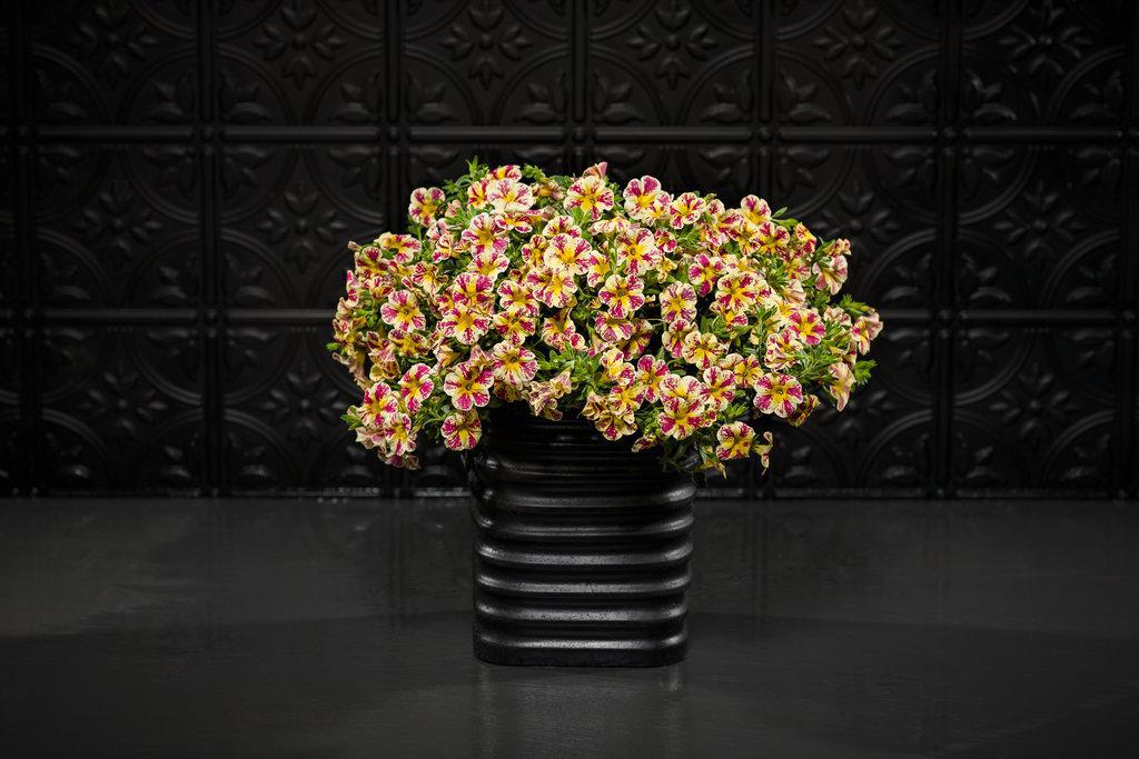 Superbells® Holy Moly!® Calibrachoa | Proven Winners® - Image 3