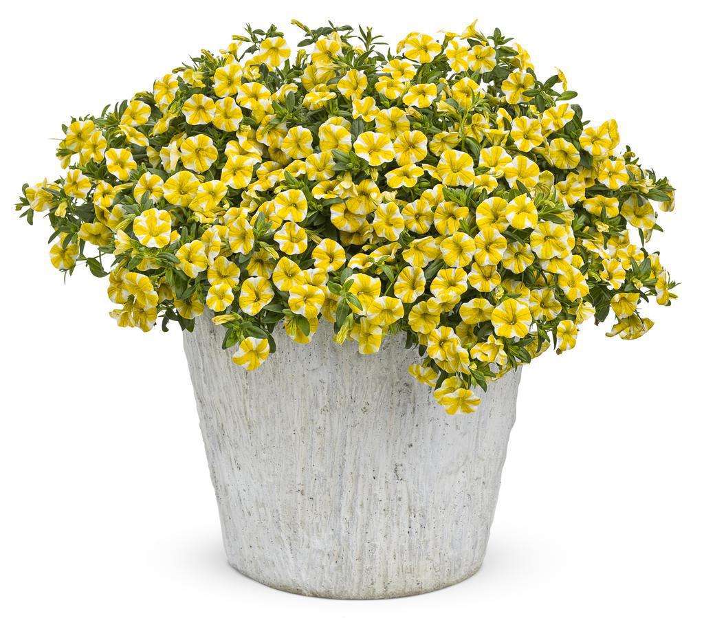 Superbells® Lemon Slice® Calibrachoa | Proven Winners® - Image 3
