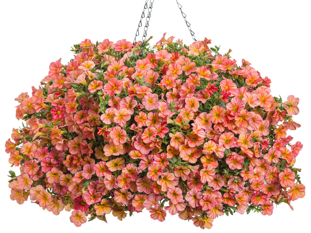 Superbells® Tropical Sunrise Calibrachoa - Image 2