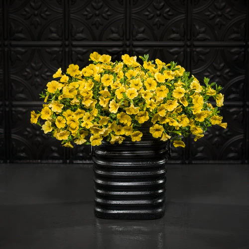 Superbells® Yellow Calibrachoa | Proven Winners® - Image 2