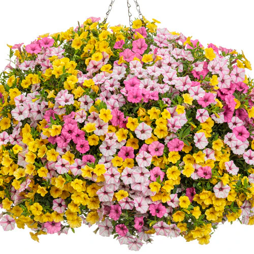Superbells® Yellow Calibrachoa | Proven Winners® - Image 3